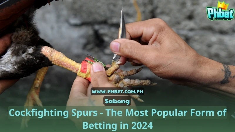 Cockfighting Spurs - The Most Popular Form of Betting in 2024