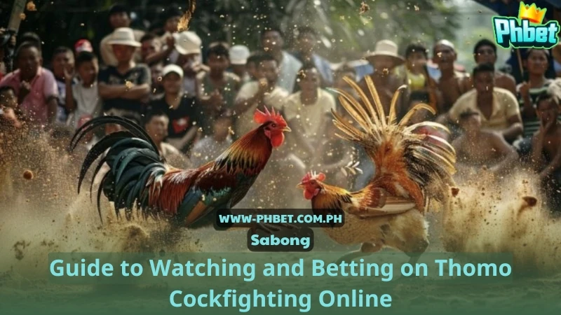 Guide to Watching and Betting on Thomo Cockfighting Online