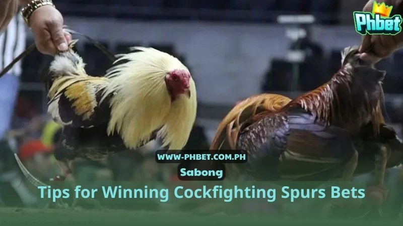 Tips for Winning Cockfighting Spurs Bets